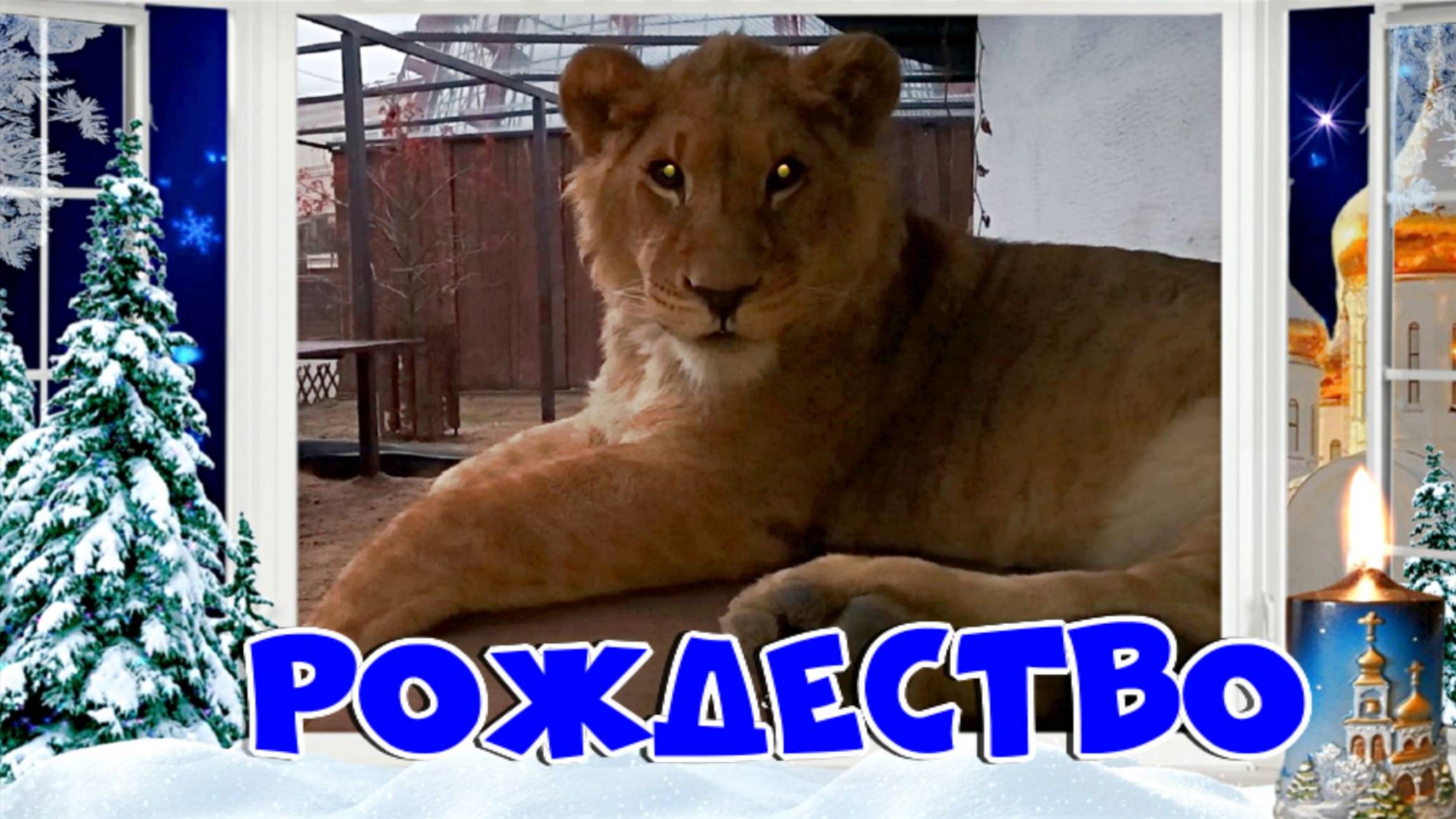 Львёнок ШЕРХАН - это ангел в теле льва. / С РОЖДЕСТВОМ, друзья! Тихая ночь, дивная ночь... смотреть онлайн