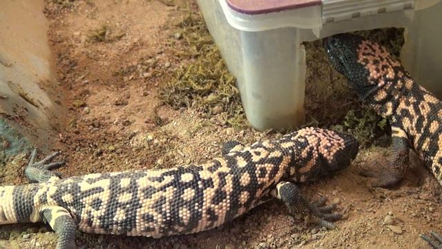 Gila Monsters Hand-fed Fish!?! смотреть онлайн