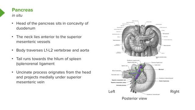 09. Pancreas and spleen смотреть онлайн