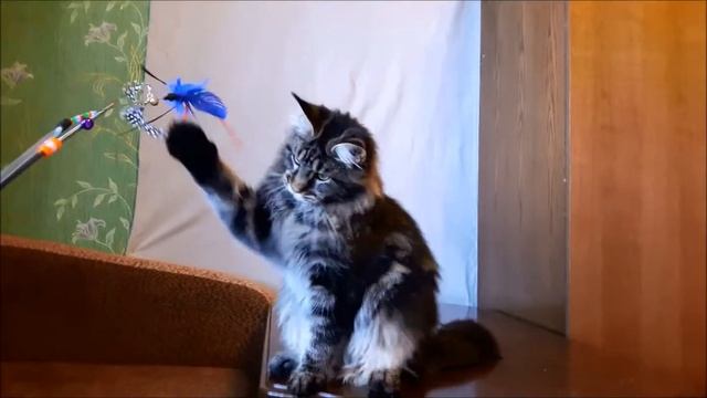 Котик мейн-кун Magic Forest Holmes, 6 месяцев смотреть онлайн