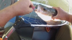 ТРОФЕЙНЫЙ ОКУНЬ !