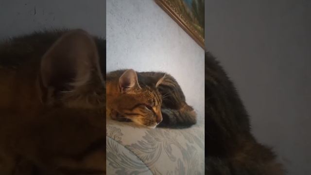 жало смотреть онлайн