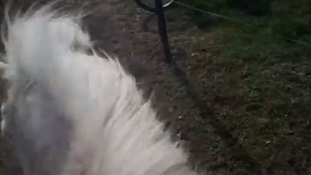 Rose , Capucine ; Topaze , Pauline ; Praline , Zoé .wmv смотреть онлайн