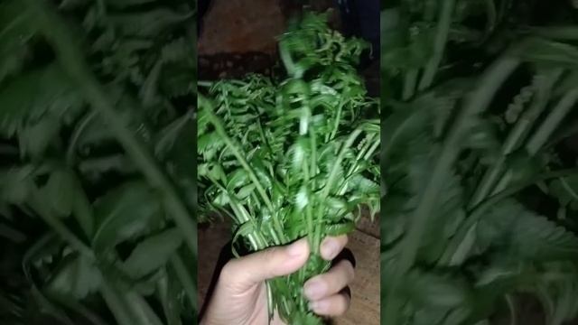 Pako 🌿 #probinsyalife #shorts смотреть онлайн