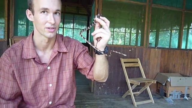 Snake Wrangler Terry- Blunt headed tree snake (Imantodes cenchoa) смотреть онлайн