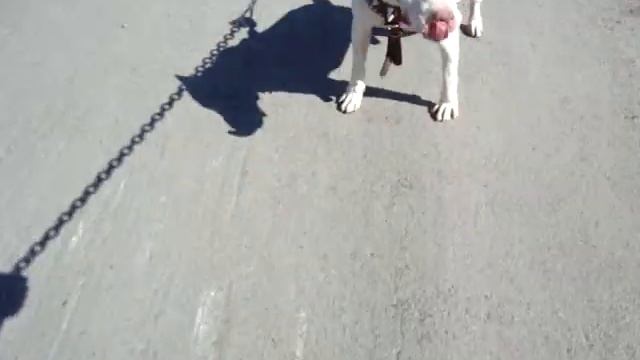 Pitbull Pancho смотреть онлайн