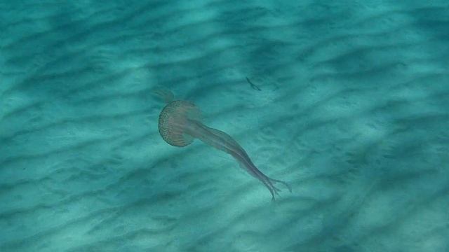 Medusa смотреть онлайн