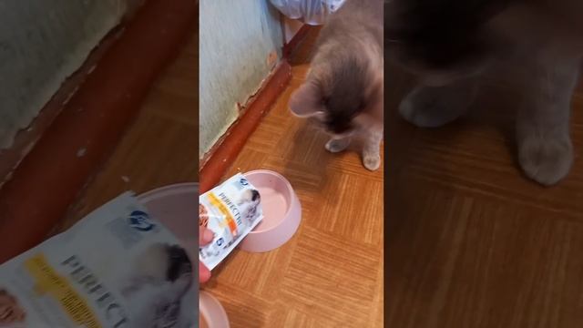 КОГДА КОТ ЖДЕТ СВОЙ КОРМ смотреть онлайн