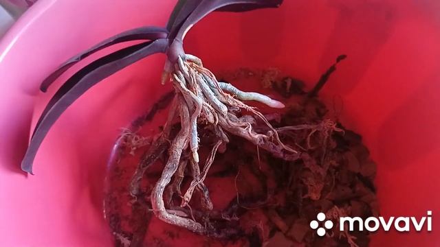 16 ноября новый маникюр.Покупки на Валбересе.Пересаживаю орхидеи.Улов.Плов в казане. смотреть онлайн