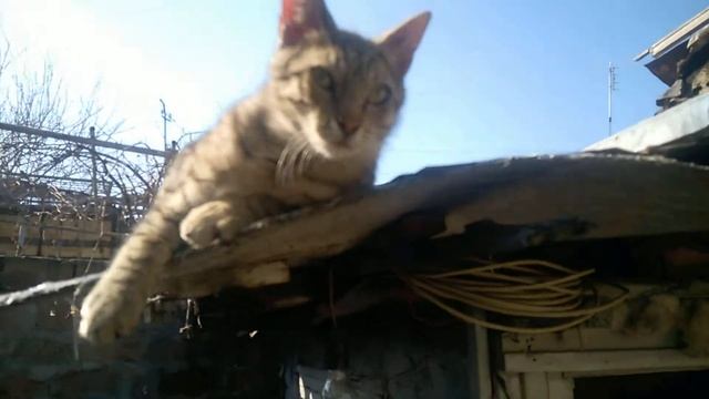 Эдик педик из криша смотреть онлайн