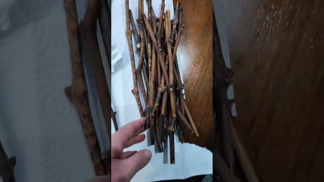 Хранение черенков винограда зимой в домашних условиях смотреть онлайн