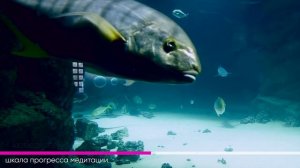 Прибывающая вода. 1 и 2 неделя. Медитация Джо Диспенза. Сила подсознания. #аюмедитэйшн