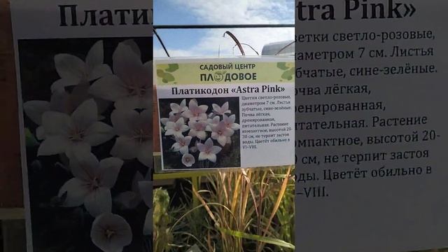 Тюмень питомник смотреть онлайн