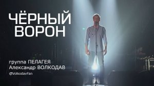 «Чёрный ворон» - Александр Волкодав и группа «Пелагея» (Волгоград) #пелагея #александрволкодав