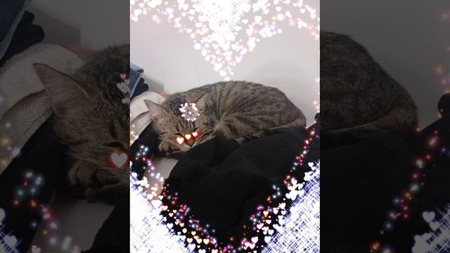 моя милая девочка кошка баст❤️😻😍 смотреть онлайн