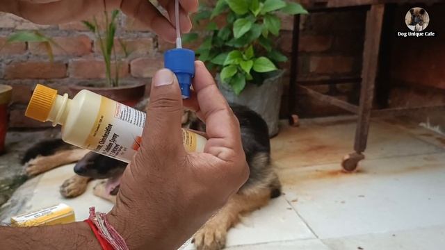 Pet Derm Spray || कुतो में दाद, खाज-खुजली का ईलाज़ बस एक स्प्रे से ||Dog Skin infection || смотреть онлайн