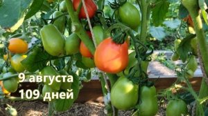 Томат Ракета. Урожайный, но безвкусный!