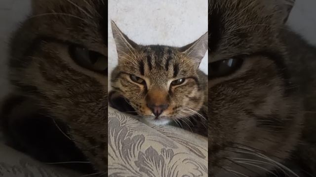 чтото хочу смотреть онлайн