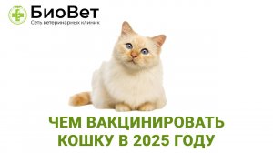 Вакцинация кошек в 2025 году