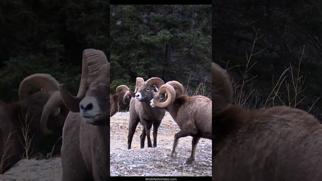 Boys Will Be Boys - Bighorn Rams Headbutt During The Rut