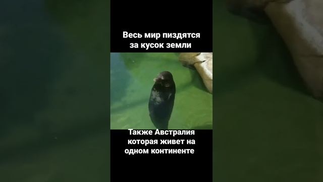 мем про тюленя#мем #жиза #рек #ржака #смешно #угар #мем #посмеяться #тюлень #Австралия смотреть онлайн