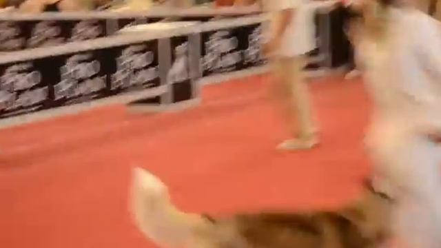 CACIB Kazan 2013, Best Female Husky