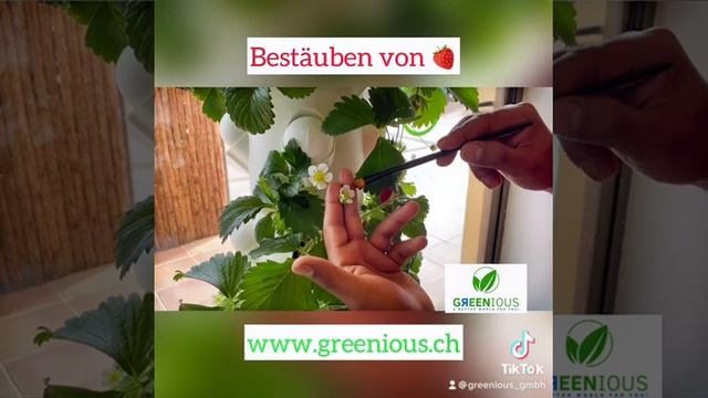 Wie bestäube ich Erdbeeren im greenyGARDEN MASTER www.greenious.ch #aeroponics #erdbeeren #bestäube смотреть онлайн
