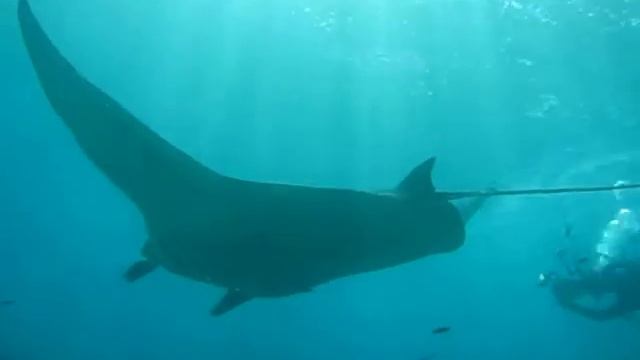Manta Ray aka the Giant Stealth смотреть онлайн