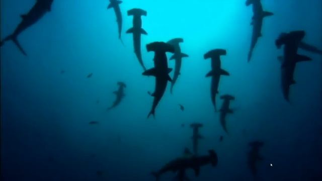 yoniguni hammerheads смотреть онлайн