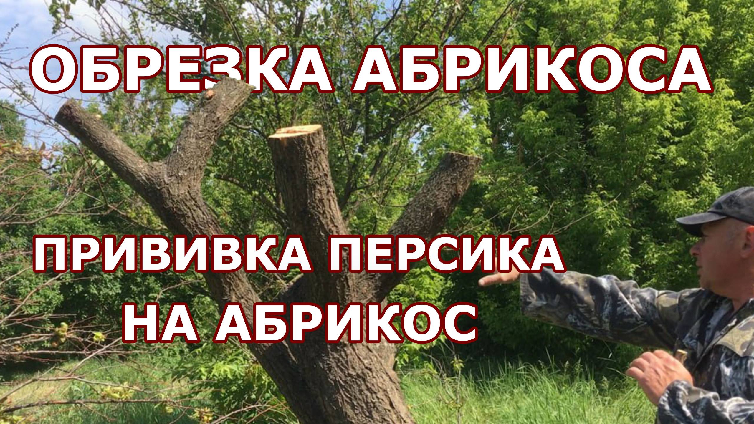 Обрезка абрикоса / Прививаем персик на абрикос