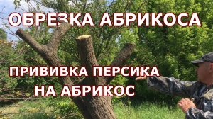 Обрезка абрикоса / Прививаем персик на абрикос