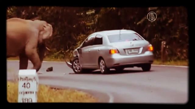 Angry elephant смотреть онлайн