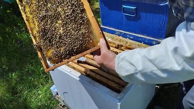 18 мая результат замены матки в семье#пасека#пчёлы смотреть онлайн