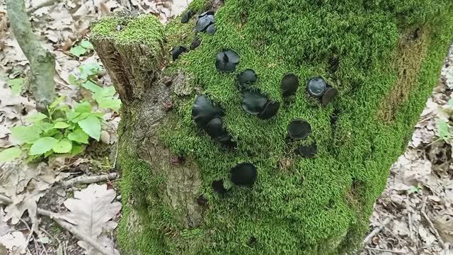 БУЛГАРИЯ ПАЧКАЮЩАЯ. Грибная азбука. смотреть онлайн