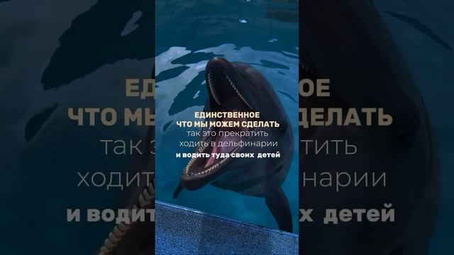 Дельфины- чем мы можем помочь?! смотреть онлайн