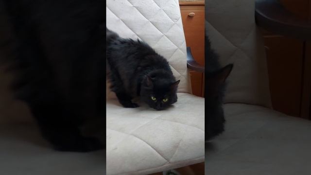 Video_2025-01-06_23-11-42