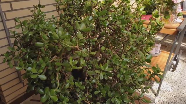 Мы в гостях у дочери!Троица! смотреть онлайн