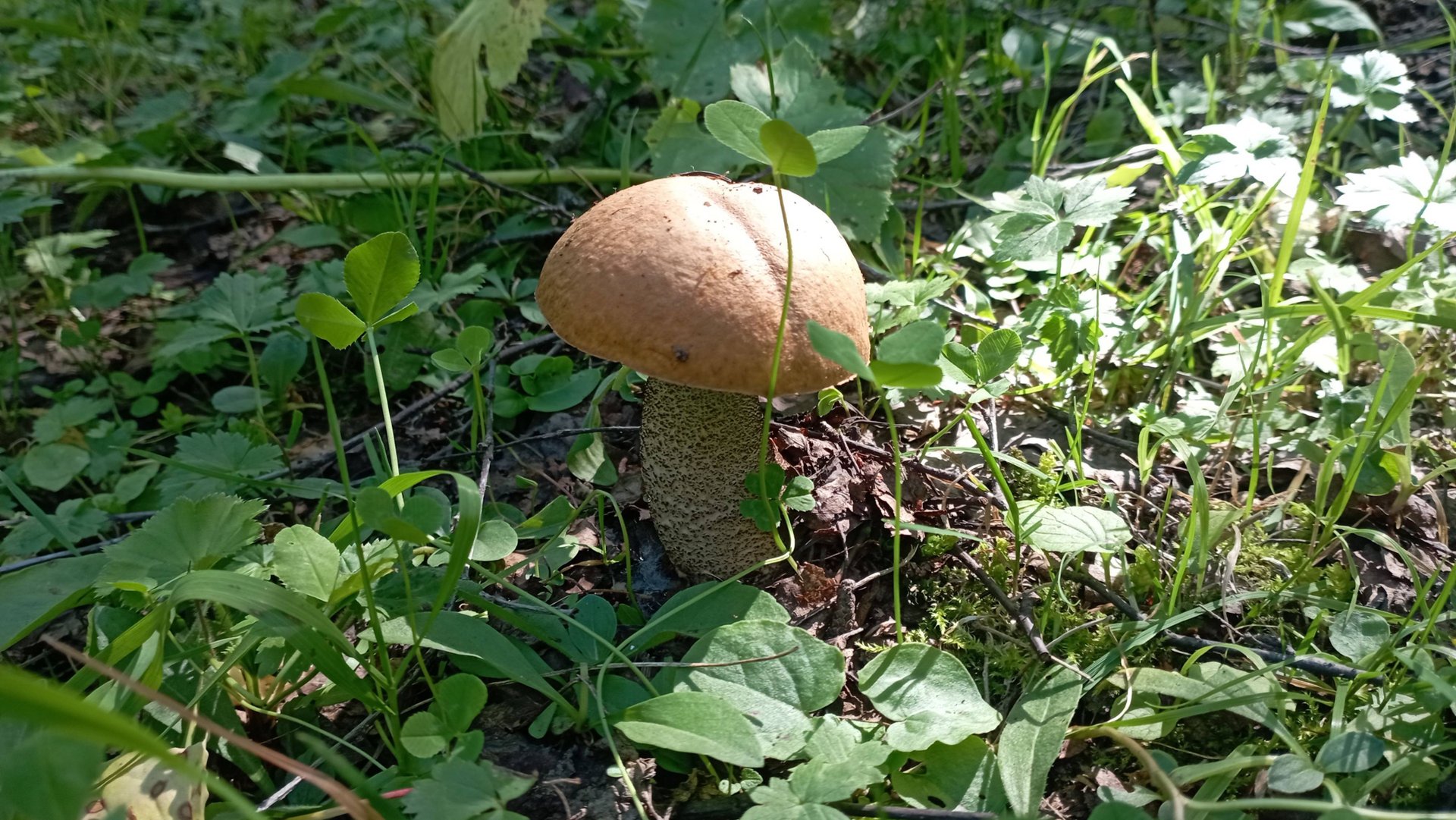 ПОДОСИНОВИК ЖЁЛТО-БУРЫЙ. Грибная азбука. смотреть онлайн