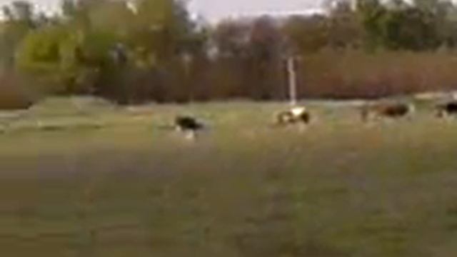 2012 KROLIK - rep.3gp смотреть онлайн