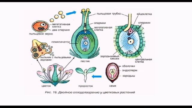 Строение цветка, лишайники. 9 урок по подготовке к ВсОШ по биологии. 7-9 класс. смотреть онлайн