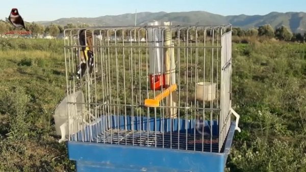 بتبتة برية,صوت الحسون للصيد