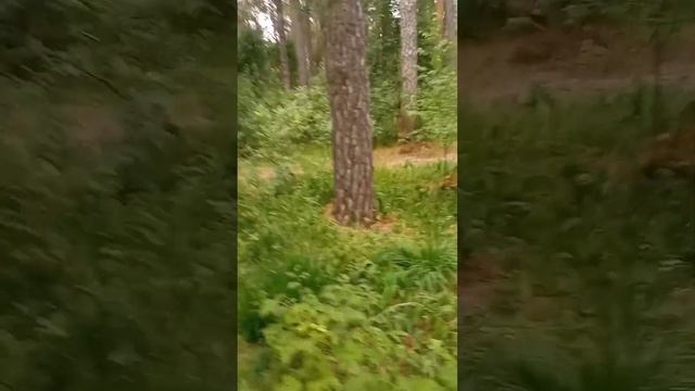 лесчудес смотреть онлайн