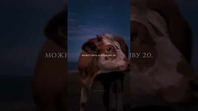 То, как мы получили свой смысл жизни. смотреть онлайн