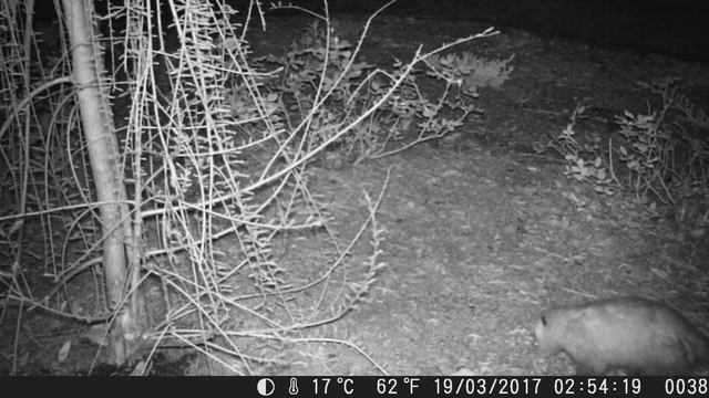 Hidden Camera - Opossum (3-18-2017 at 3 am) смотреть онлайн