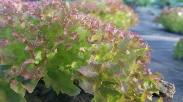 Lollo Rossa Lettuce смотреть онлайн