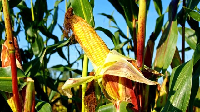 Маккажухори шифобахш хусусиятлари смотреть онлайн