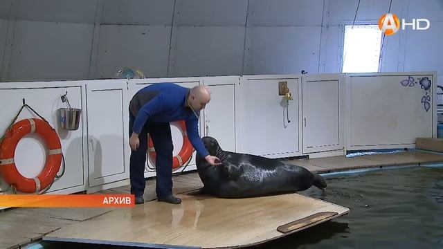 С 11 января к обычному графику работы вернулся океанариум Мурманска смотреть онлайн