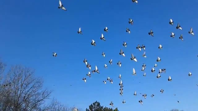 Зима и птицы смотреть онлайн