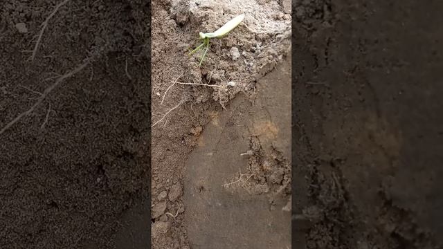 богомал смотреть онлайн