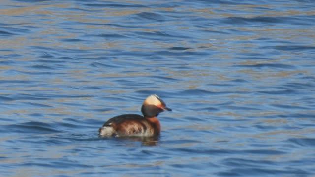 Утки натуральные